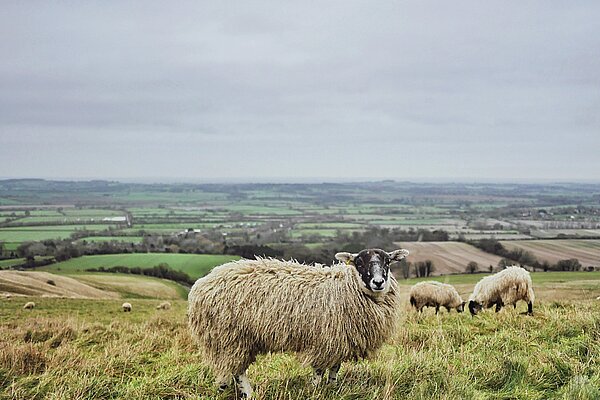 Sheep in a grassy field.